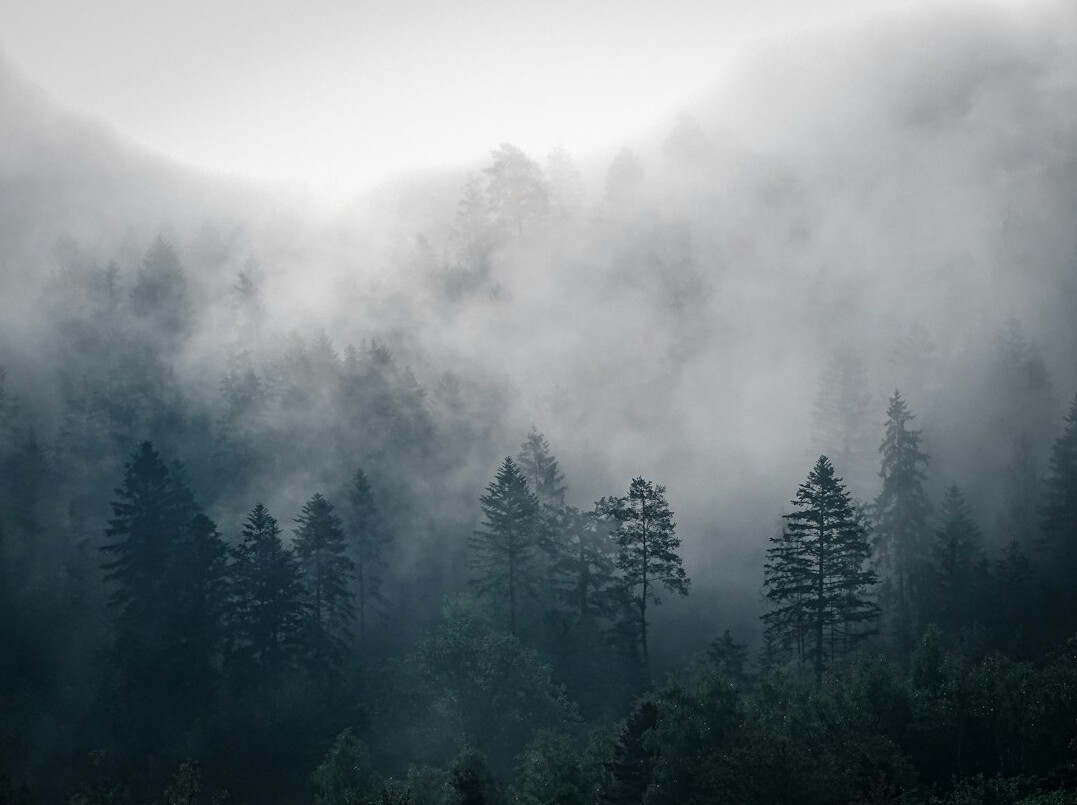 dark foggy forest